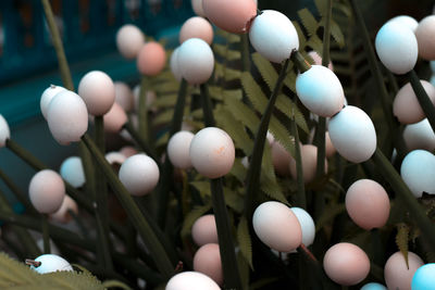 Close-up of easter eggs