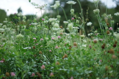 Close-up of flowering plants on land