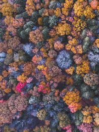 Aerial view of forest during autumn