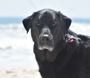 Close-up portrait of black dog on beach