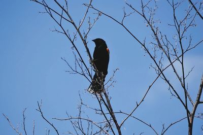 Low angle view of bird perching on bare tree against clear blue sky
