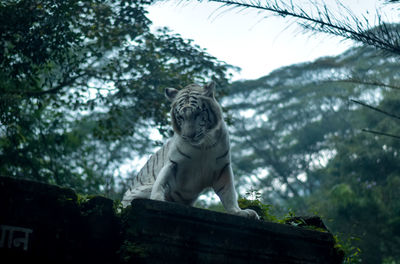Low angle view of tiger standing against trees in forest