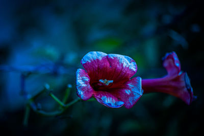 Close-up of purple flowering plant