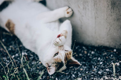 White cat on field