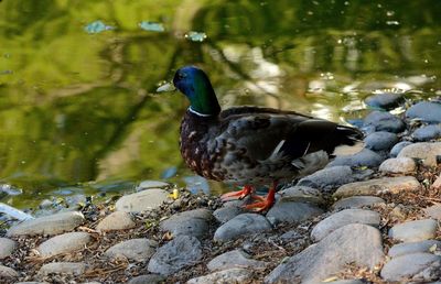 Mallard duck on rock