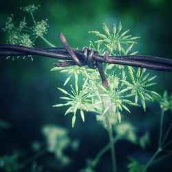 Close-up of flowering plant