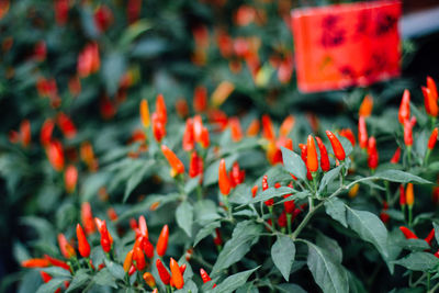 Close-up of red flower