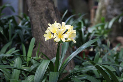 Close-up of white flowering plant