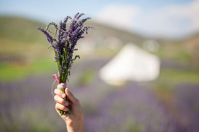 Close-up of hand holding purple flowering plant