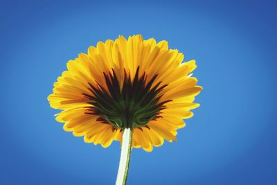 Close-up of yellow flower against blue sky
