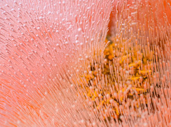 Full frame shot of orange flower trapped under ice.