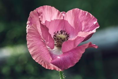 Close-up of pink rose flower