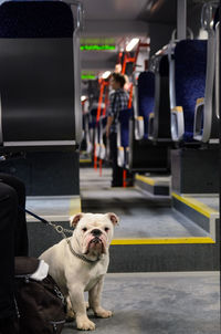 Dog sitting on seat in train