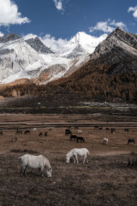 Daocheng yading scenery-xiannairi scenic spot in daocheng, sichuan, china.