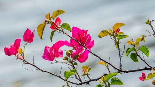 Close-up of pink flowering plant