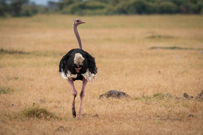 Full length of a bird walking on field