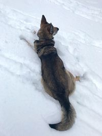 High angle view of dog on snow field