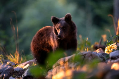 View of young bear at sunset 