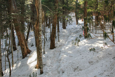 Trees in forest during winter