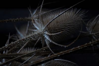 Close-up of dry leaf on metal