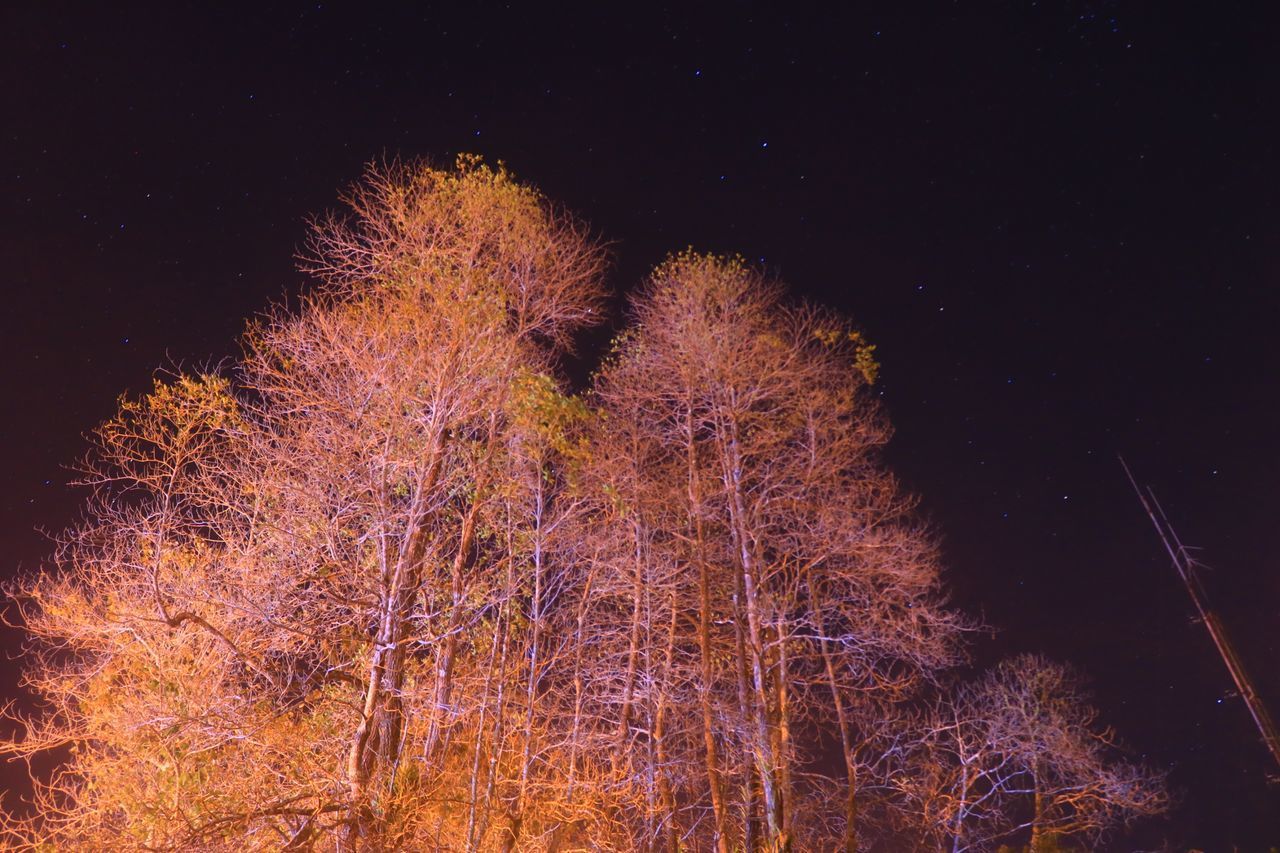 LOW ANGLE VIEW OF TREE AGAINST SKY AT NIGHT
