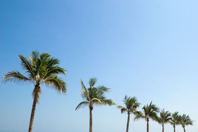 The view on the palm trees on a background of a blue sky.