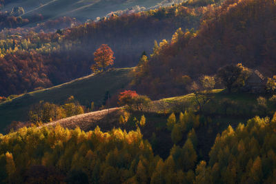 High angle view of trees in forest