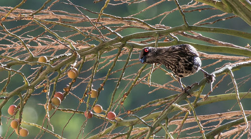 Bird perching on wall