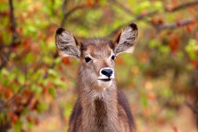 Deer looking away