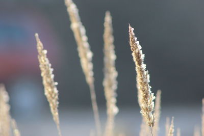 Close-up of plant