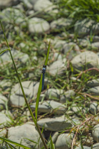 Close-up of insect on plant