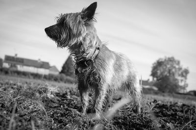 Dog standing in field