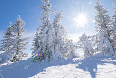 Snow covered trees against sky on sunny day