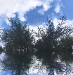 Scenic view of trees against sky