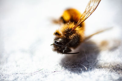 Close-up of bee on leaf