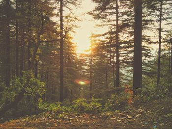 Sun shining through trees