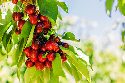 Close-up of fruits growing on tree
