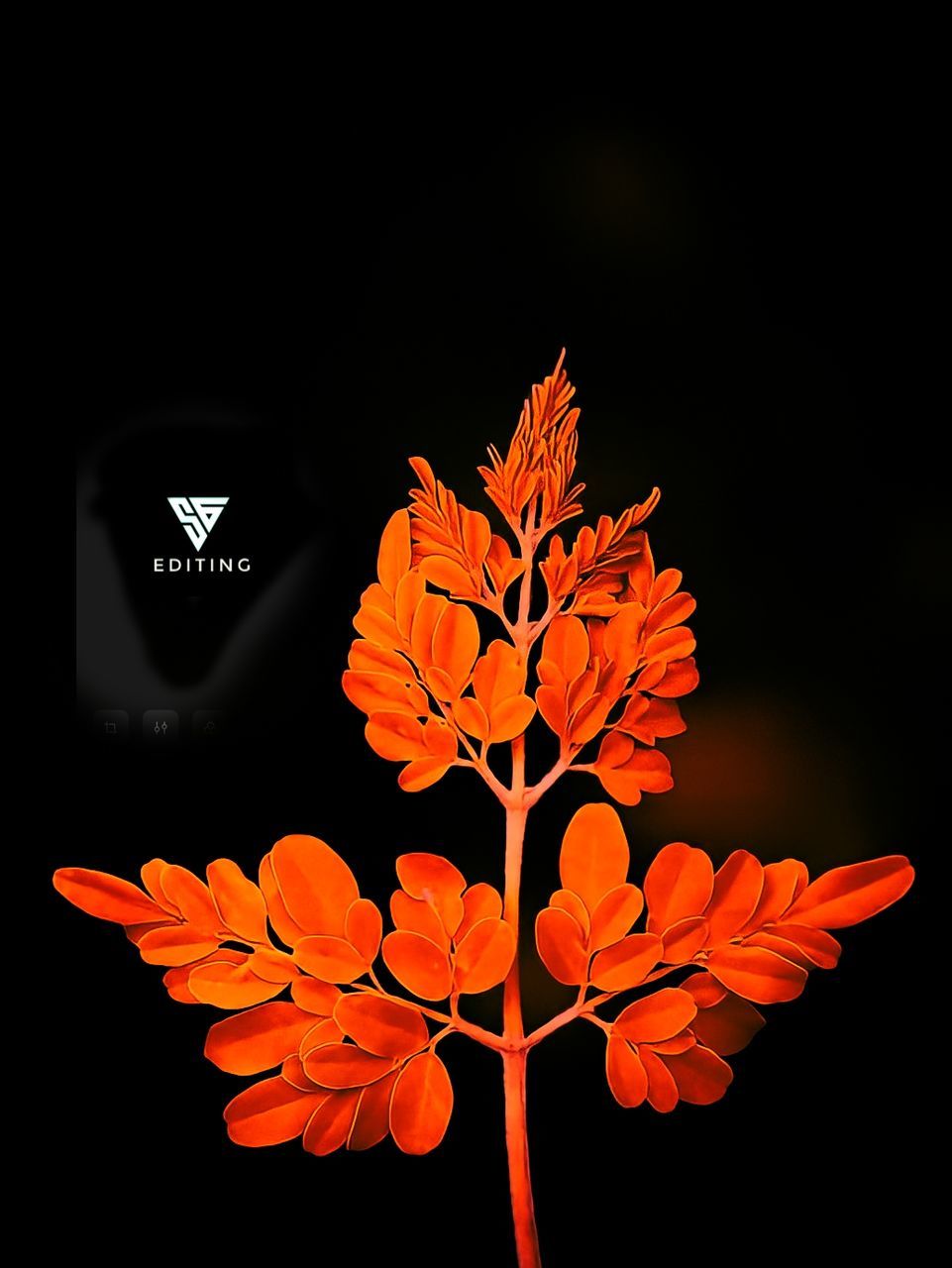 plant, leaf, flower, beauty in nature, flowering plant, nature, black background, branch, petal, orange color, no people, plant part, tree, fragility, close-up, yellow, freshness, maple leaf, outdoors, studio shot, macro photography, growth, flower head, night