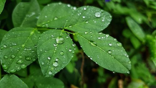 Close-up of wet leaves on rainy day