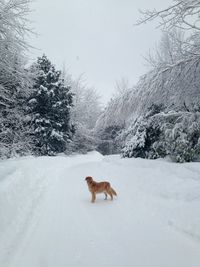 Dog standing on ground