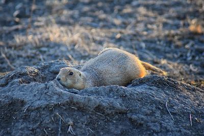 Prairie dog genus cynomys ludovicianus broomfield colorado denver boulder. united states.