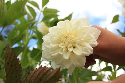 Close-up of hand holding flowers