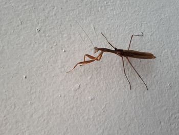 Close-up of insect on wall