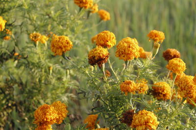 Close-up of marigold flowers