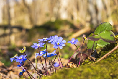 Close-up of purple flowering plant on field