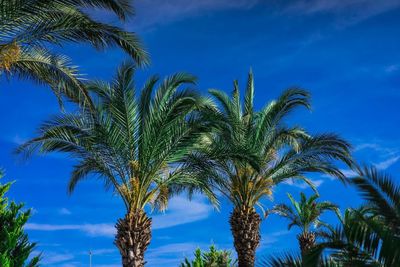 Low angle view of palm trees against blue sky