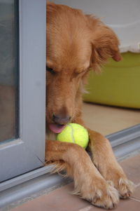 Portrait of dog with ball in mouth