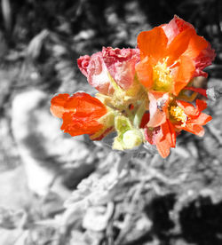 Close-up of red flower