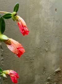 Close-up of wet red flower