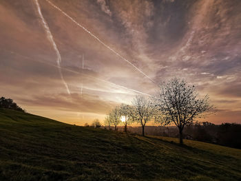 Tree on field against sky during sunset